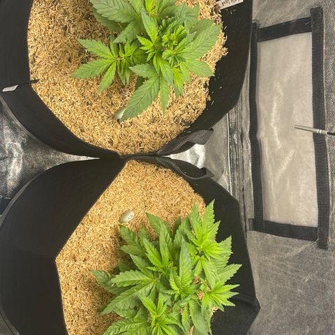 Gold Leaf growlog photo: Looking good