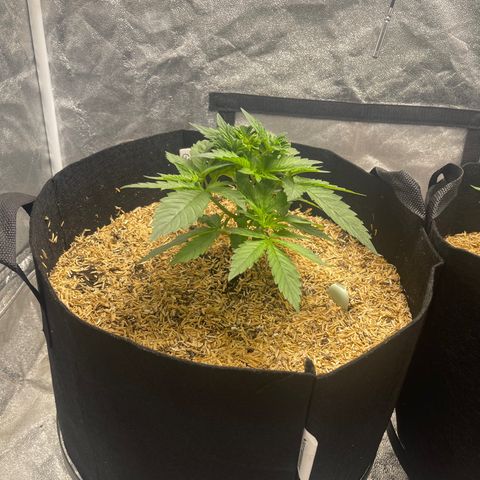 Gold Leaf growlog photo: Looking good