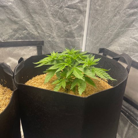 Uber Deisel growlog photo: Looking good so far