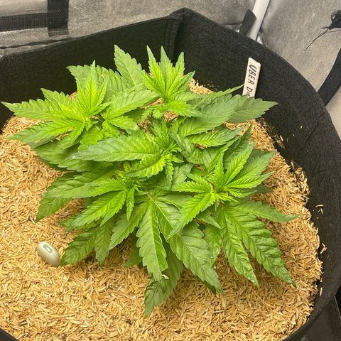 Uber Deisel growlog photo: Looking good so far