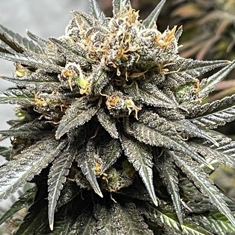 Uber Deisel growlog timeline photo