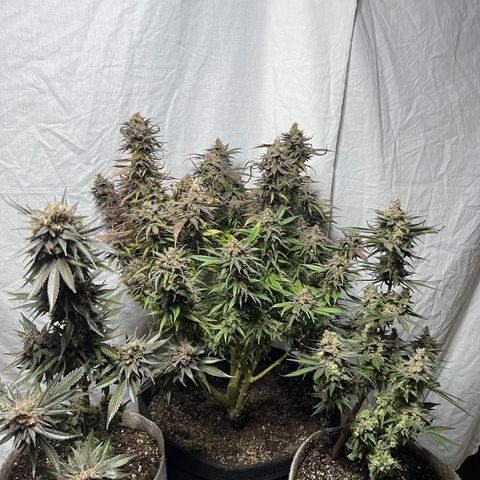Uber Deisel growlog timeline photo