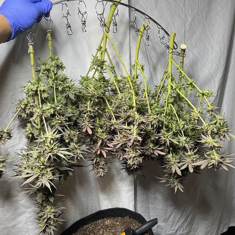 Uber Deisel growlog timeline photo