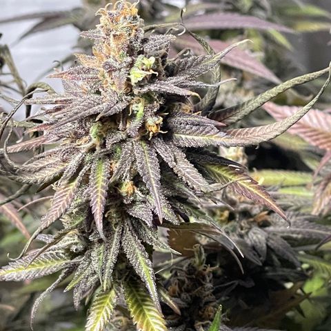 Uber Deisel growlog timeline photo