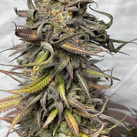 Uber Deisel growlog timeline photo