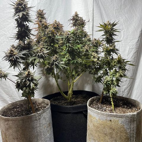 Uber Deisel growlog timeline photo