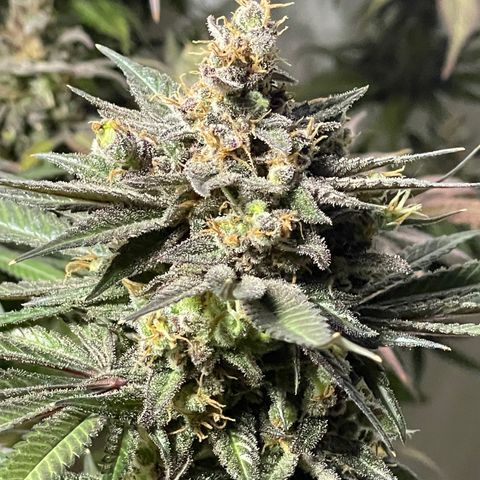 Uber Deisel growlog timeline photo