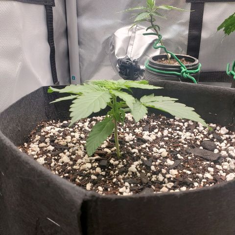 ZSkittles Auto - Seedsman growlog timeline photo