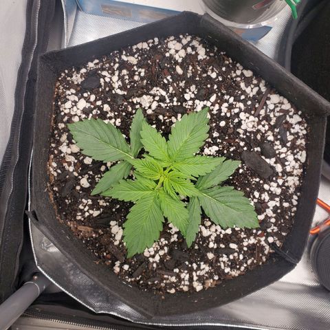 ZSkittles Auto - Seedsman growlog timeline photo