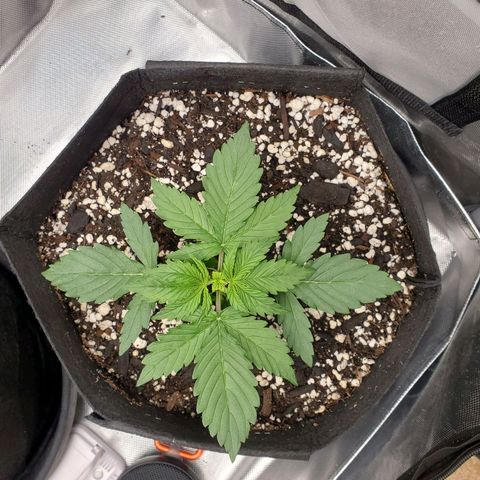 ZSkittles Auto - Seedsman growlog timeline photo
