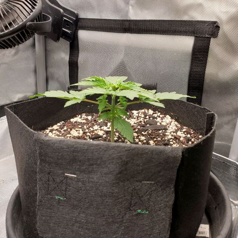 ZSkittles Auto - Seedsman growlog timeline photo