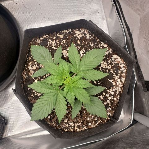ZSkittles Auto - Seedsman growlog timeline photo