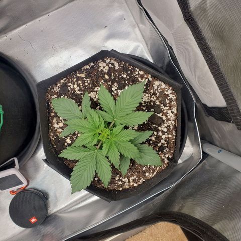 ZSkittles Auto - Seedsman growlog timeline photo