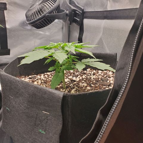 ZSkittles Auto - Seedsman growlog timeline photo