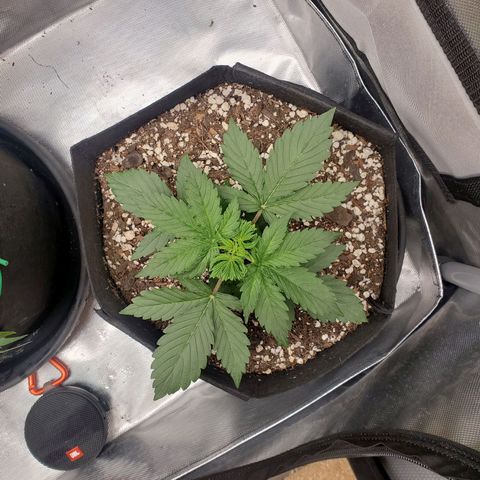 ZSkittles Auto - Seedsman growlog timeline photo