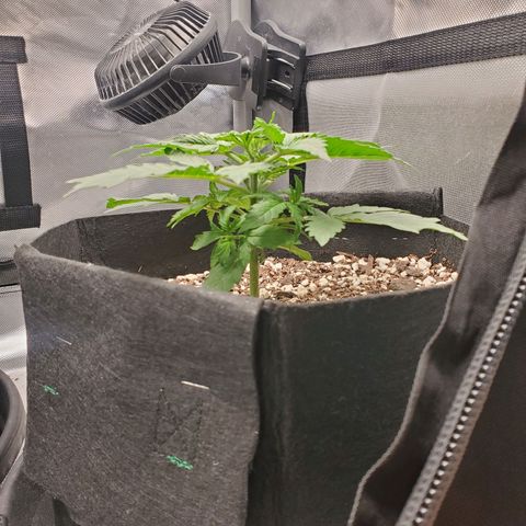 ZSkittles Auto - Seedsman growlog timeline photo