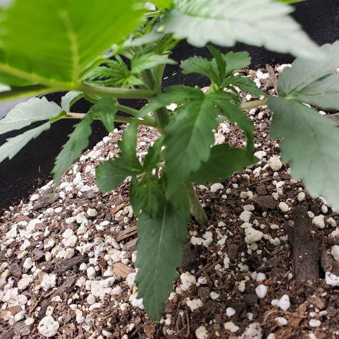 ZSkittles Auto - Seedsman growlog timeline photo