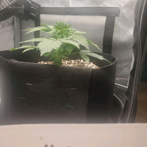 ZSkittles Auto - Seedsman growlog timeline photo