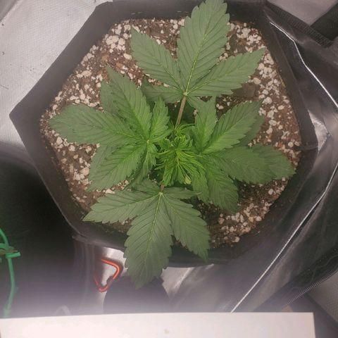 ZSkittles Auto - Seedsman growlog timeline photo