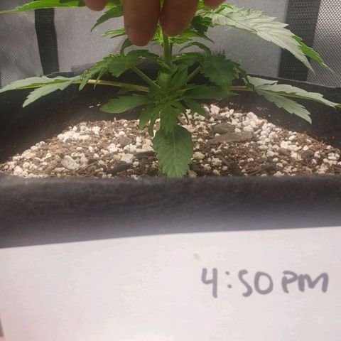 ZSkittles Auto - Seedsman growlog timeline photo