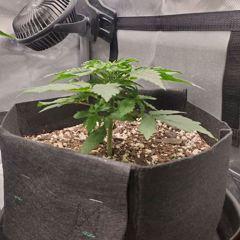 ZSkittles Auto - Seedsman growlog timeline photo