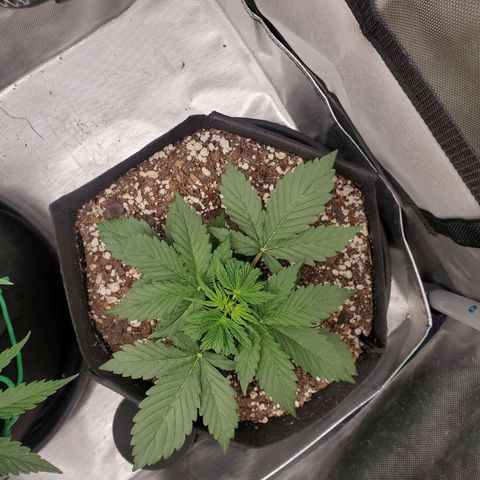 ZSkittles Auto - Seedsman growlog timeline photo