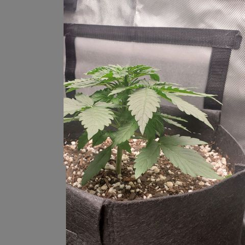 ZSkittles Auto - Seedsman growlog timeline photo