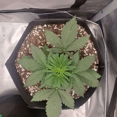 ZSkittles Auto - Seedsman growlog timeline photo
