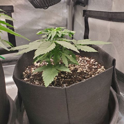 ZSkittles Auto - Seedsman growlog timeline photo