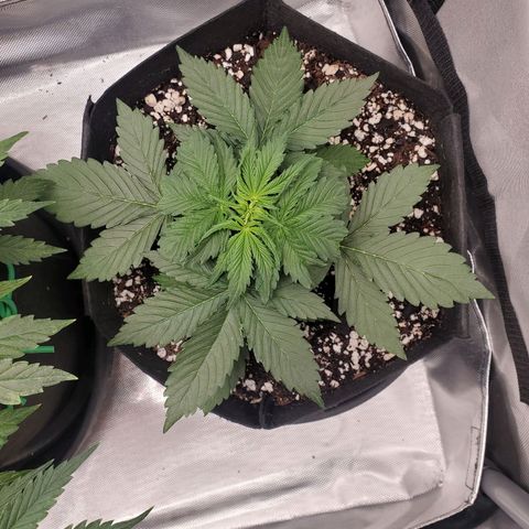 ZSkittles Auto - Seedsman growlog timeline photo