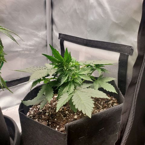 ZSkittles Auto - Seedsman growlog photo: I removed two of the top fan leaves to expose all bud sites to light. 