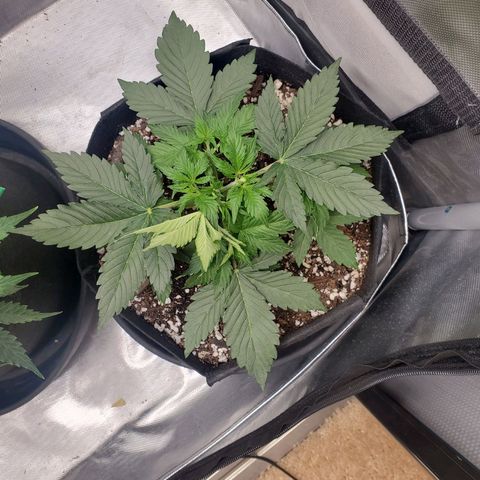 ZSkittles Auto - Seedsman growlog photo: I removed two of the top fan leaves to expose all bud sites to light. 
