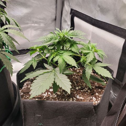 ZSkittles Auto - Seedsman growlog timeline photo