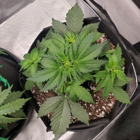 ZSkittles Auto - Seedsman growlog timeline photo