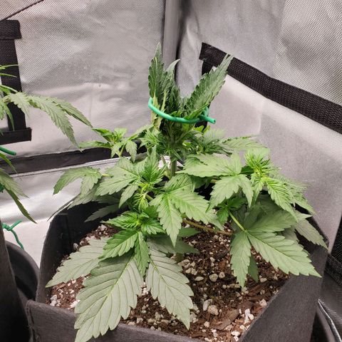 ZSkittles Auto - Seedsman growlog timeline photo