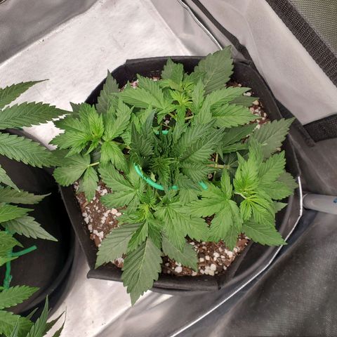 ZSkittles Auto - Seedsman growlog timeline photo