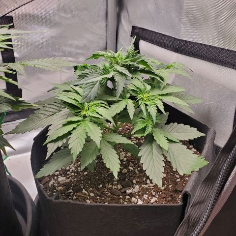 ZSkittles Auto - Seedsman growlog timeline photo