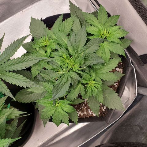 ZSkittles Auto - Seedsman growlog timeline photo