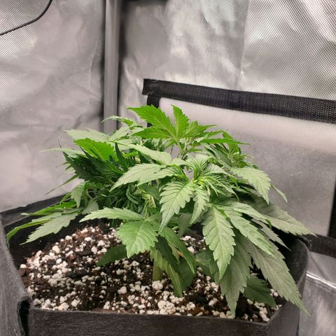 ZSkittles Auto - Seedsman growlog timeline photo