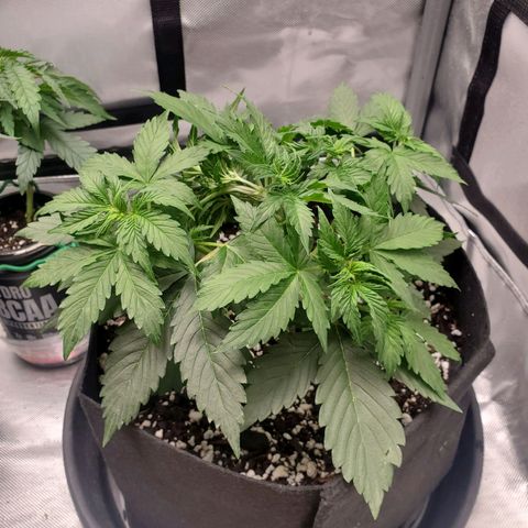 ZSkittles Auto - Seedsman growlog timeline photo