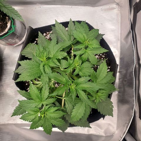ZSkittles Auto - Seedsman growlog timeline photo