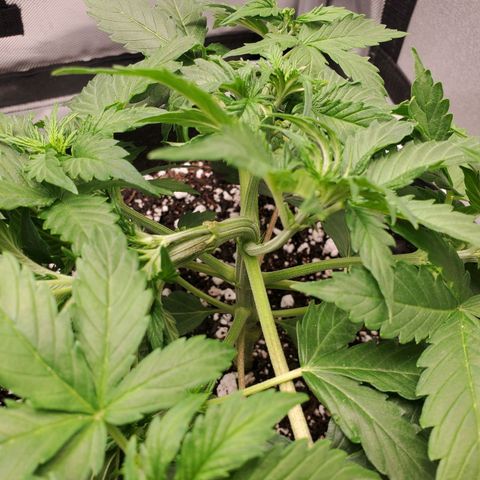 ZSkittles Auto - Seedsman growlog timeline photo