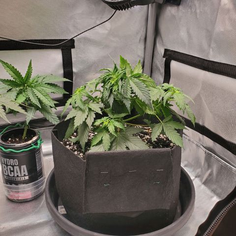 ZSkittles Auto - Seedsman growlog timeline photo