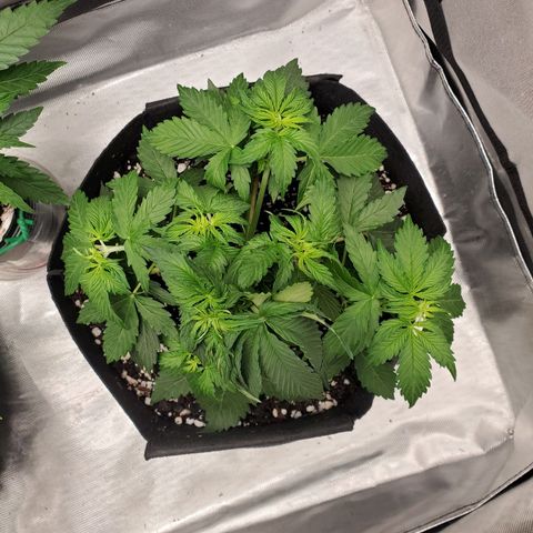 ZSkittles Auto - Seedsman growlog timeline photo