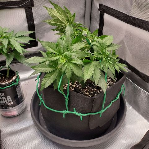 ZSkittles Auto - Seedsman growlog timeline photo