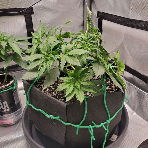 ZSkittles Auto - Seedsman growlog timeline photo