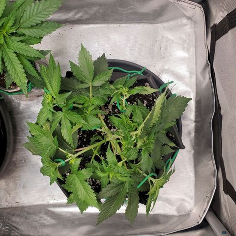 ZSkittles Auto - Seedsman growlog timeline photo