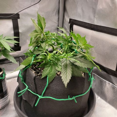 ZSkittles Auto - Seedsman growlog timeline photo
