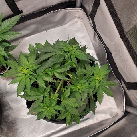 ZSkittles Auto - Seedsman growlog timeline photo