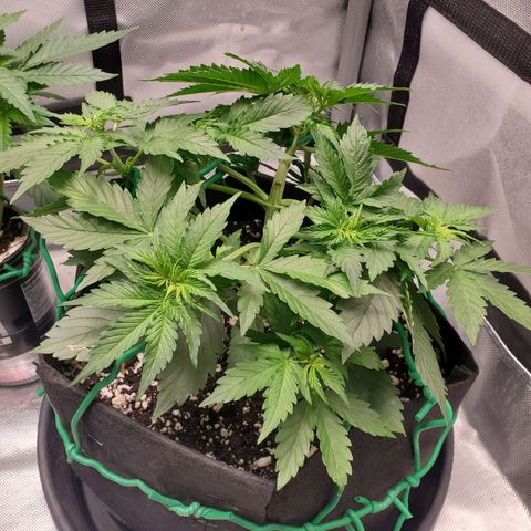 ZSkittles Auto - Seedsman growlog timeline photo